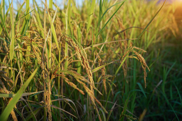 Rice field with seed panicles