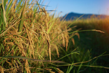 Rice field with seed panicles