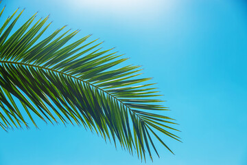 Fototapeta premium Palm leaves against the sky. Selective focus.