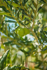 Olive tree with ripe olives. Selective focus.