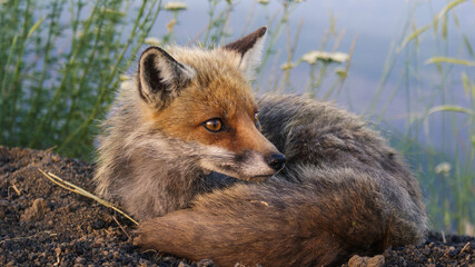Fox