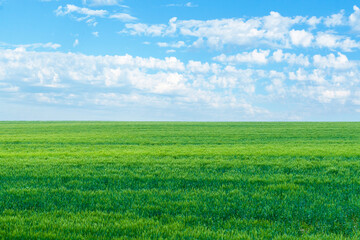 Obraz premium A beautiful emerald green field. Green hillside under the blue sky with beautiful clouds as wallpaper on your desktop.