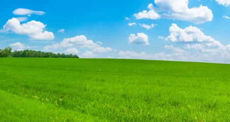 Fotobehang Green hillside under the blue sky with beautiful clouds as wallpaper on your desktop. A beautiful emerald green field. © Ilmar