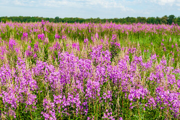 Fototapeta premium Flowering medicinal plant Blooming sally (Epilobium angustifolium).