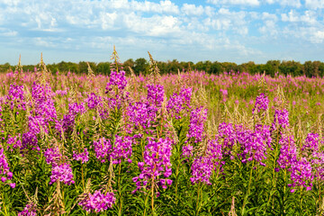 Flowering medicinal plant Blooming sally (Epilobium angustifolium)