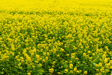 Oilseed rape field.