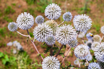 Echinops bannaticus, known as the blue globe-thistle.