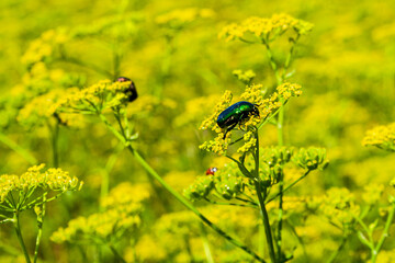 Flower beetle - Cetoniinae. Bronzovka beetle on a flower close-up. Selective focus.