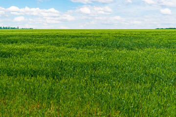 Rye green field under the blue sky as wallpaper.