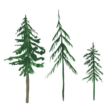 Set of 3 pine trees isolated on a white background. Watercolor evergreen plants. Scotch fir illustration. Christmas tree clipart. Landscape scene objects. Hand-drawn green pine tree illustration.