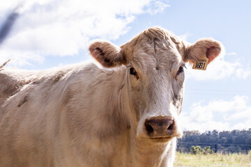 Closeup shot of a white cow in a farmland