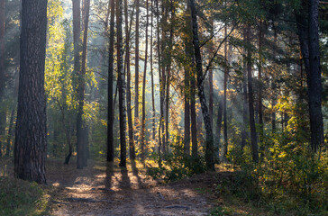 Fototapeta premium The sun's rays pierce the branches of trees growing along the country road. Nice autumn morning.