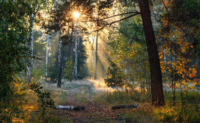 The sun's rays pierce the branches of trees growing along the country road. Nice autumn morning.