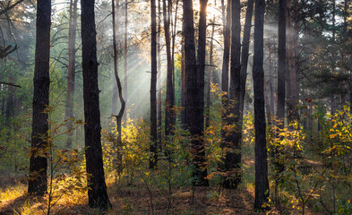 The sun's rays pierce the branches of the trees. Nice autumn morning.