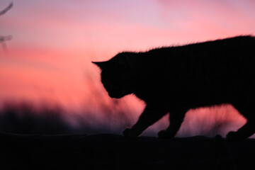 wolf in the sunset