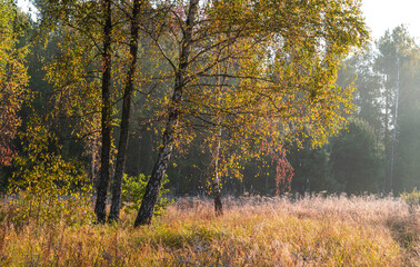 Nice autumn morning in nature with light fog