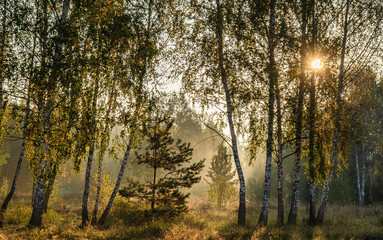 The sun's rays pierce the branches of the trees. Nice autumn morning.