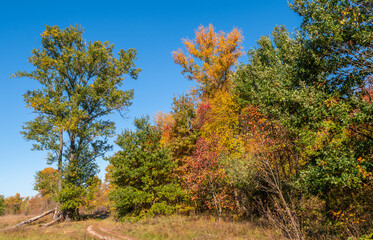 Nice autumn day. The trees are decorated with autumn colors.