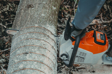 Tree trunk. Marked tree for cutting. Chainsaw.