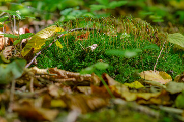 Small sprouted green shoots of moss among the fallen yellow autumn leaves.