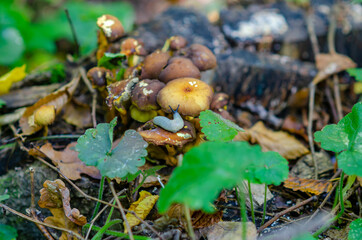 Gray snail on brown mushroom in the autumn forest.
