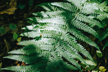 The sun's rays illuminate the green leaves of the fern.