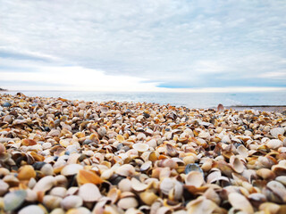 Sea shells on sand beach summer background