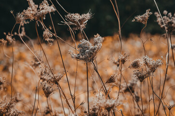 Wild carrots in nature. Dry inflorescences with seeds.