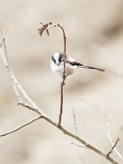 A Long Tailed Tit (Aegithalos caudatus) at the RSPB Dearne Valley Old Moor, a nature reserve in Barnsley, South Yorkshire.