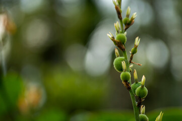 Orange tropical flowers/ bird of paradise bud ready to bloom with some parts in focus
