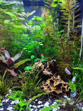 Tropical home freshwater aquarium with plants and fish