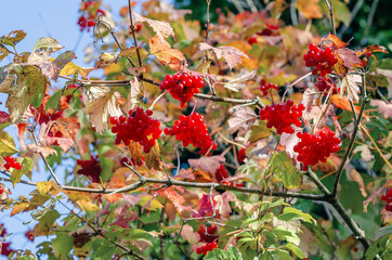 Red berries of viburnum on the bush. Pest-damaged  leaves. Ecological problems.
