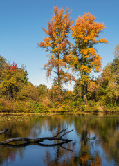 Trees painted in autumn colors are reflected in the waters of the river. Nice autumn weather.
