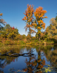 Trees painted in autumn colors are reflected in the waters of the river. Nice autumn weather.