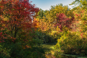 Fototapeta premium Trees painted in autumn colors are reflected in the waters of the river. Nice autumn weather.