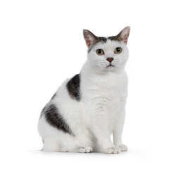 Manx cat sitting up side ways. Looking towards camera. Isolated on a white background.