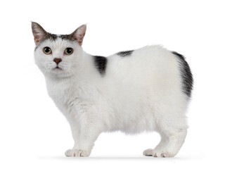 Manx cat sitting up side ways. Looking away from camera. Isolated on a white background.