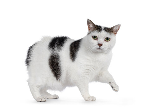 Manx cat walking side ways. Looking towards camera. Isolated on a white background. One paw lifted.