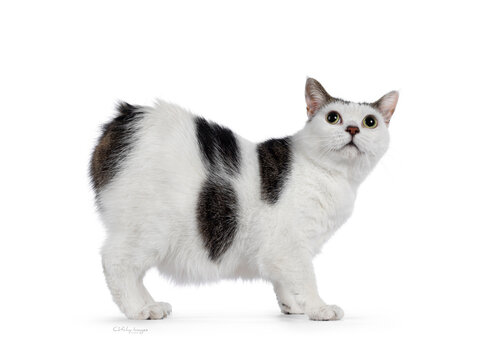 Manx cat standing side ways. Looking up. Isolated on a white background.