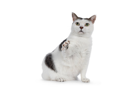 Manx cat sitting up side ways. Looking towards camera. One paw playfull up, showing nails. Isolated on a white background.
