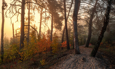 Fototapeta premium Nice autumn morning in nature with light fog