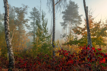 Nice autumn morning in nature with light fog