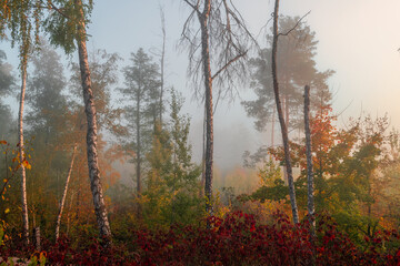 Nice autumn morning in nature with light fog