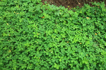 lush grass plant with some small yellow flowers