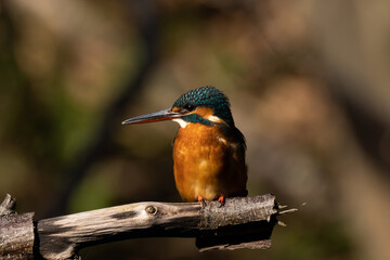 足の小さいカワセミ