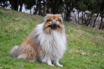 The Rough collie Sits on the grass with a muzzle