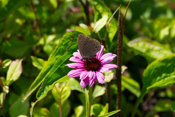 Ringlet (Aphantopus hyperantus) butterfly sitting on a pink flower in Zurich, Switzerland