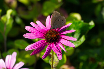 Ringlet (Aphantopus hyperantus) butterfly sitting on a pink flower in Zurich, Switzerland