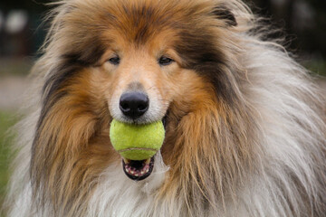 Portrait of a Rough collie with a tennis ball in its mouth