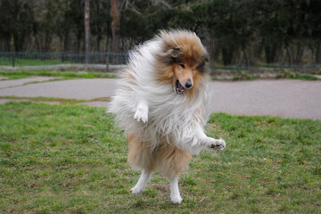Happy Rough collie jumping on the grass